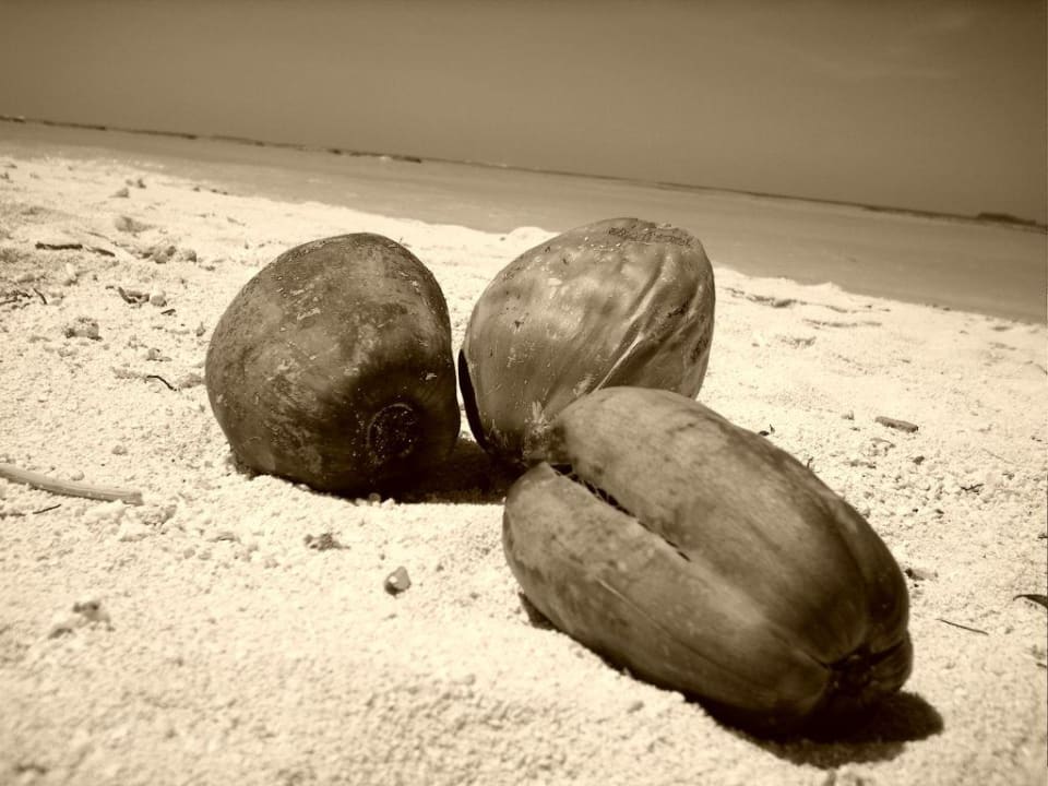 Kokosnuss Summer Island Maldives