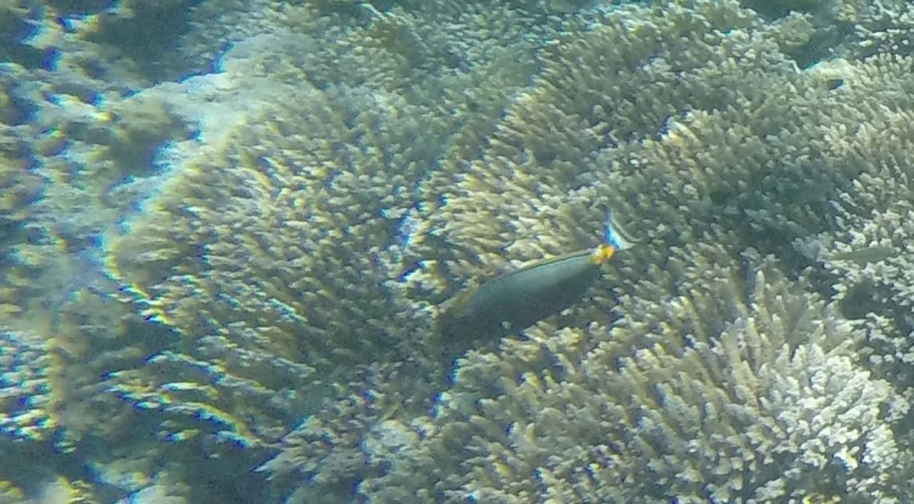 Sport & Freizeit Novotel Marsa Alam Beach Resort