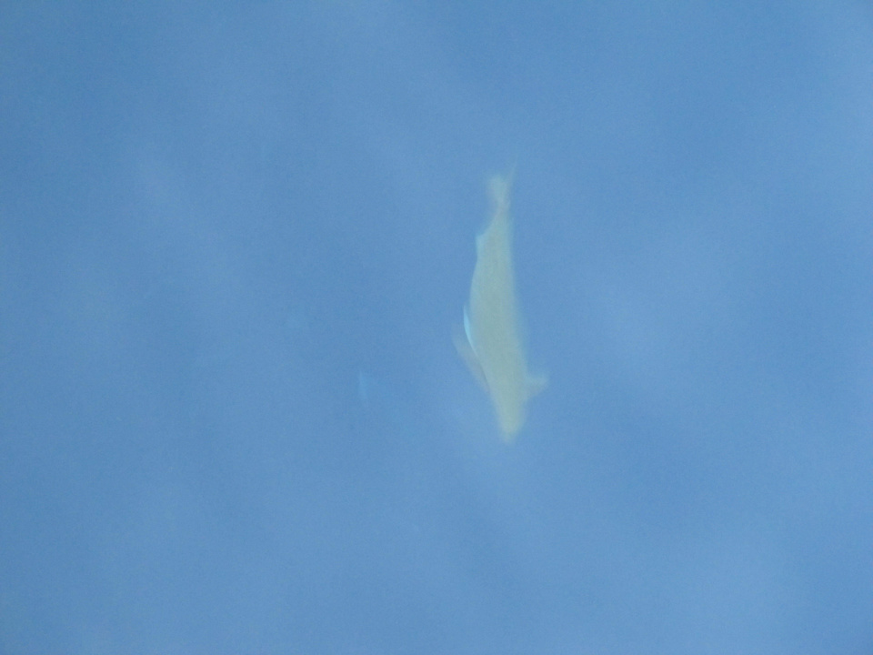 Mit vielen Fischen The Grand Hotel Sharm El Sheikh