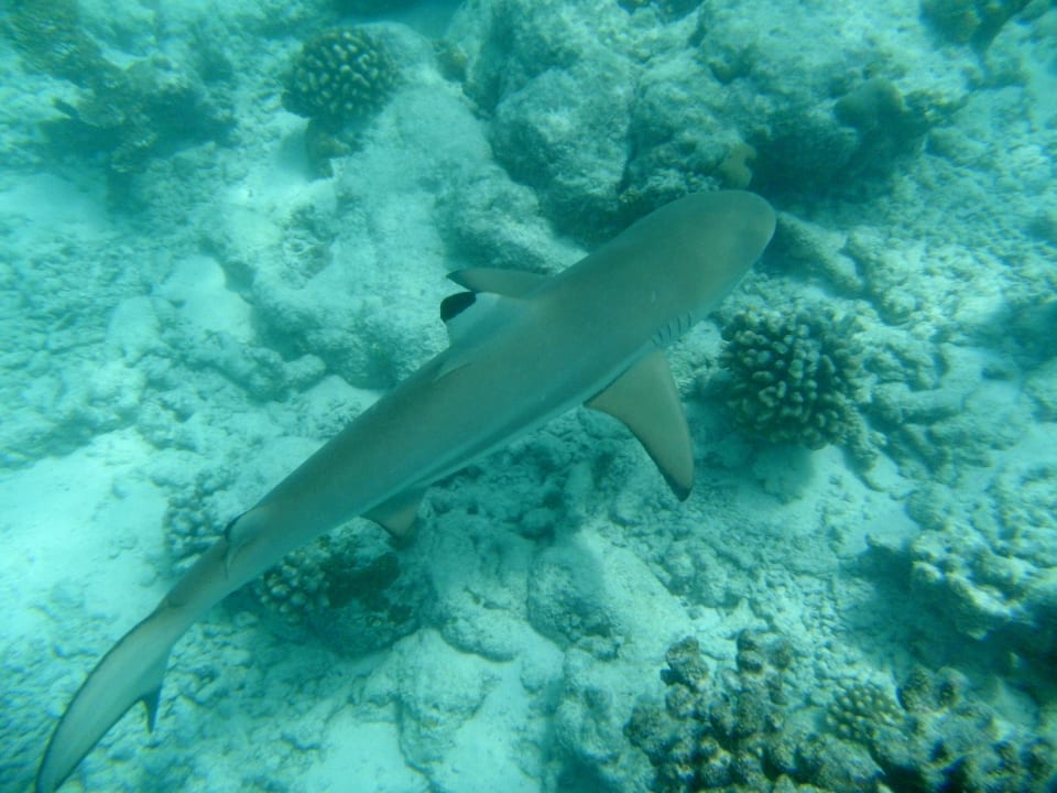 Die Riffhaie sind absolut ungefährlich. Kuramathi Maldives