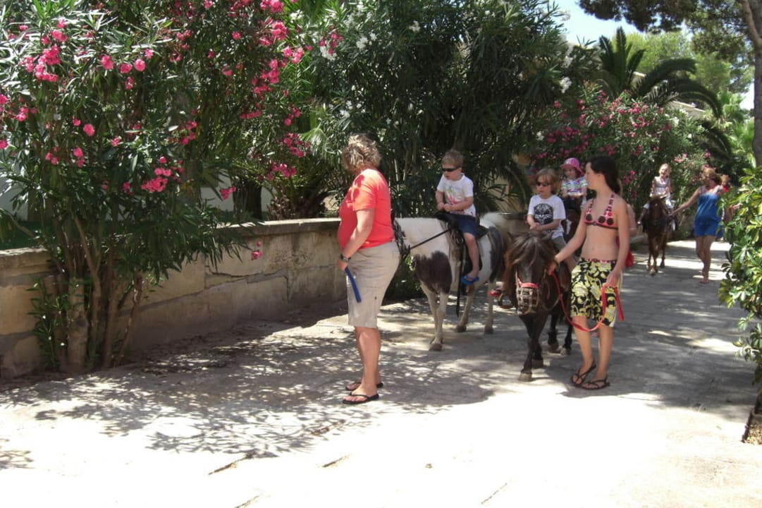 Reiten Miniclub Iberostar Waves Playa de Muro