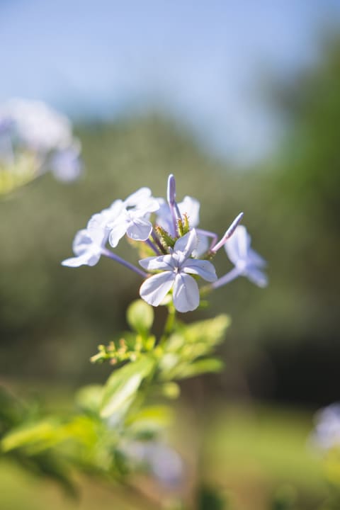 Gartenanlage Tirreno Resort