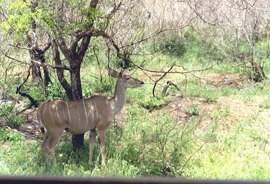 Antilope Hotel Restcamp Skukuza