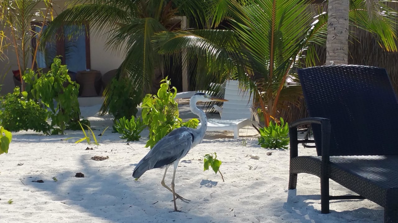 Inselbewohner Summer Island Maldives