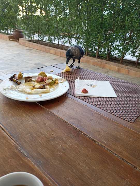 Gastro Ghazala Beach