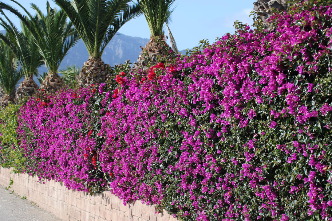 Gartenanlage Corali Hotel