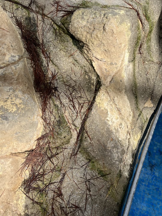 Pool Ona Palmira Paguera