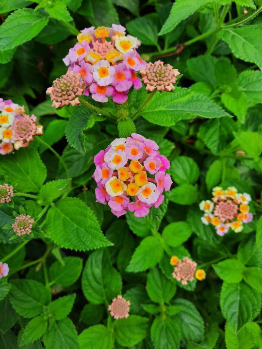 Gartenanlage PortoBay Falésia