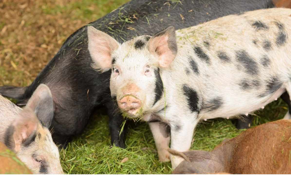 Sonstiges Hofgut Ratzenberg