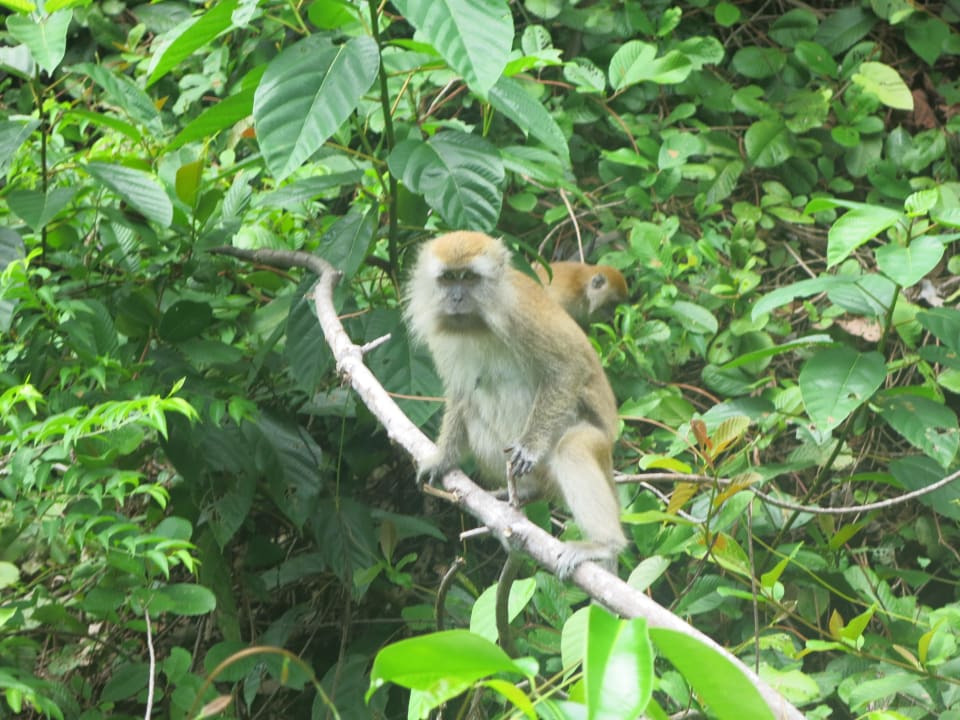 200m hinter dem Hotel toben die Affen Tunamaya Resort