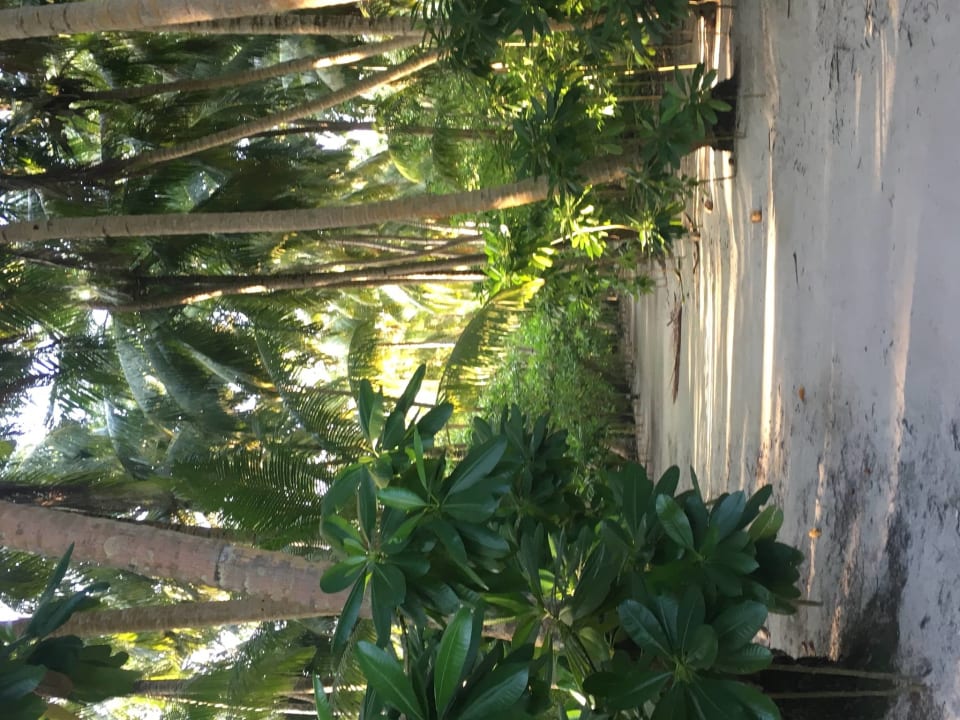 Gartenanlage Filitheyo Island Resort