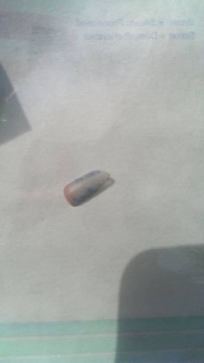 Stück einer Mosaikfliese Cleopatra Luxury Resort Makadi Bay