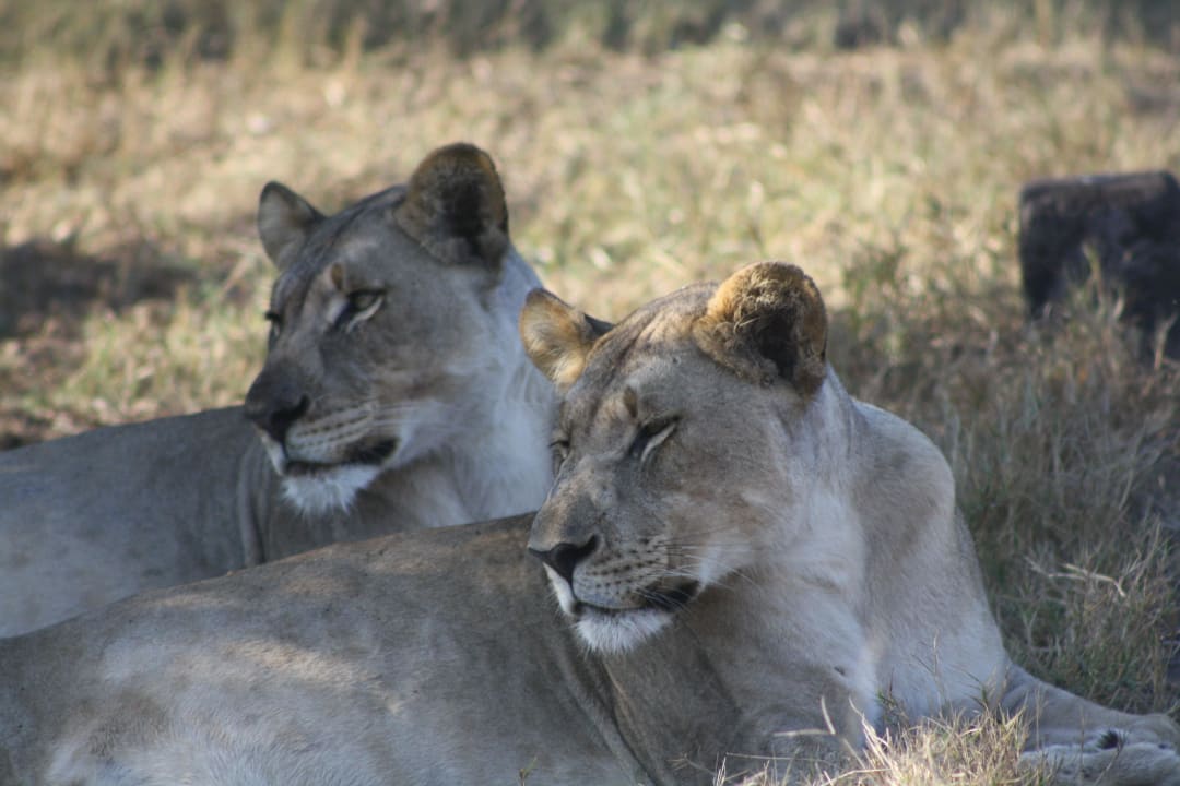 Löwinnen Game Lodge Tembe National Elephant Park