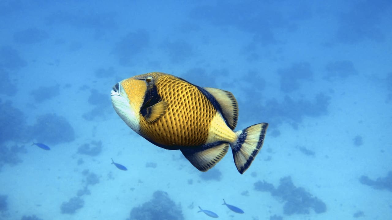 Sport & Freizeit Pickalbatros Citadel Resort