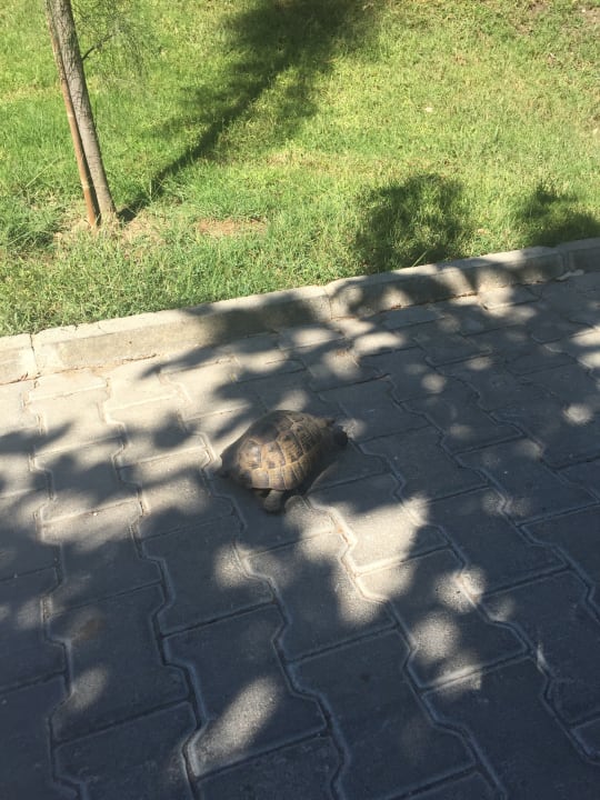 Gartenanlage Güral Premier Belek