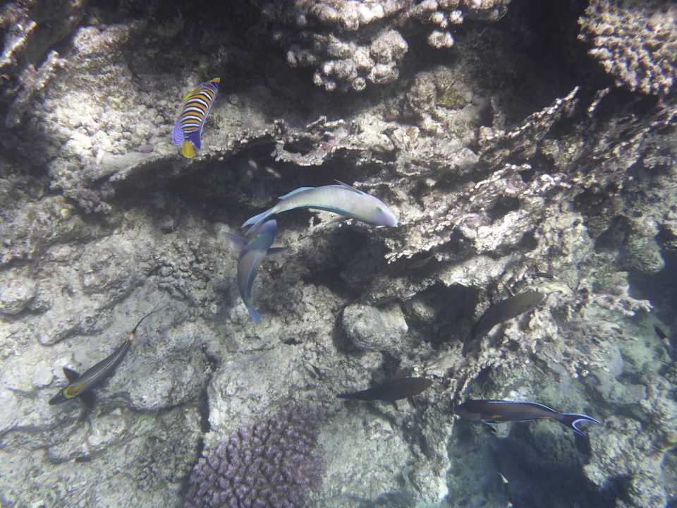 Sonstiges Sentido Reef Oasis Suakin