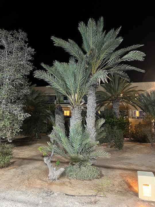 Gartenanlage Vincci Dar Midoun