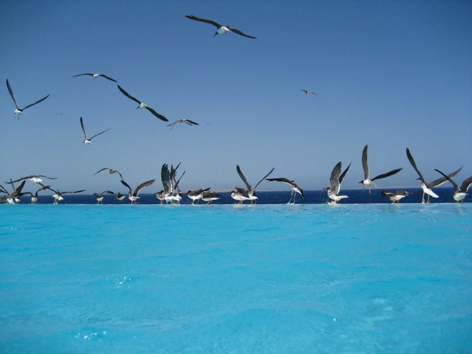 The Oberoi Sahl Hasheesh, Pool The Oberoi Beach Resort, Sahl Hasheesh