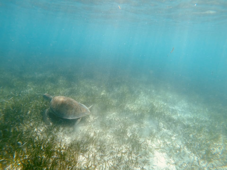 Strand Akumal Bay Beach & Wellness Resort
