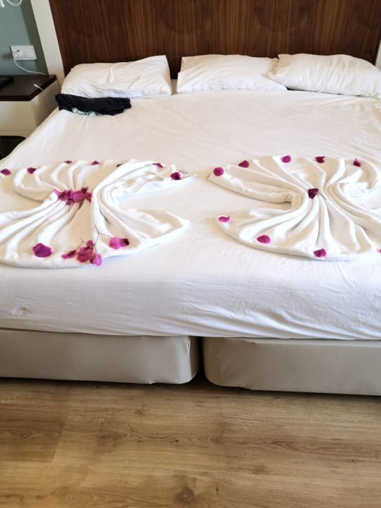 Zimmer Seashell Vega