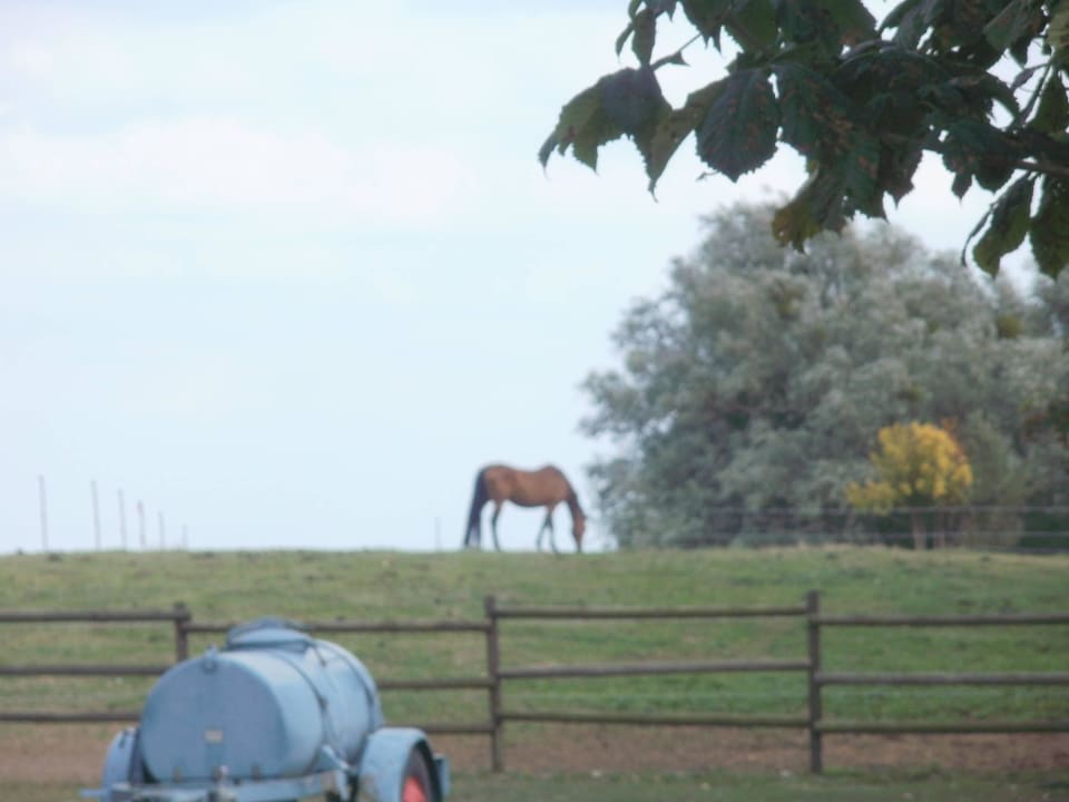 Pferde  am Horizont Hotel Schloss Herrenstein
