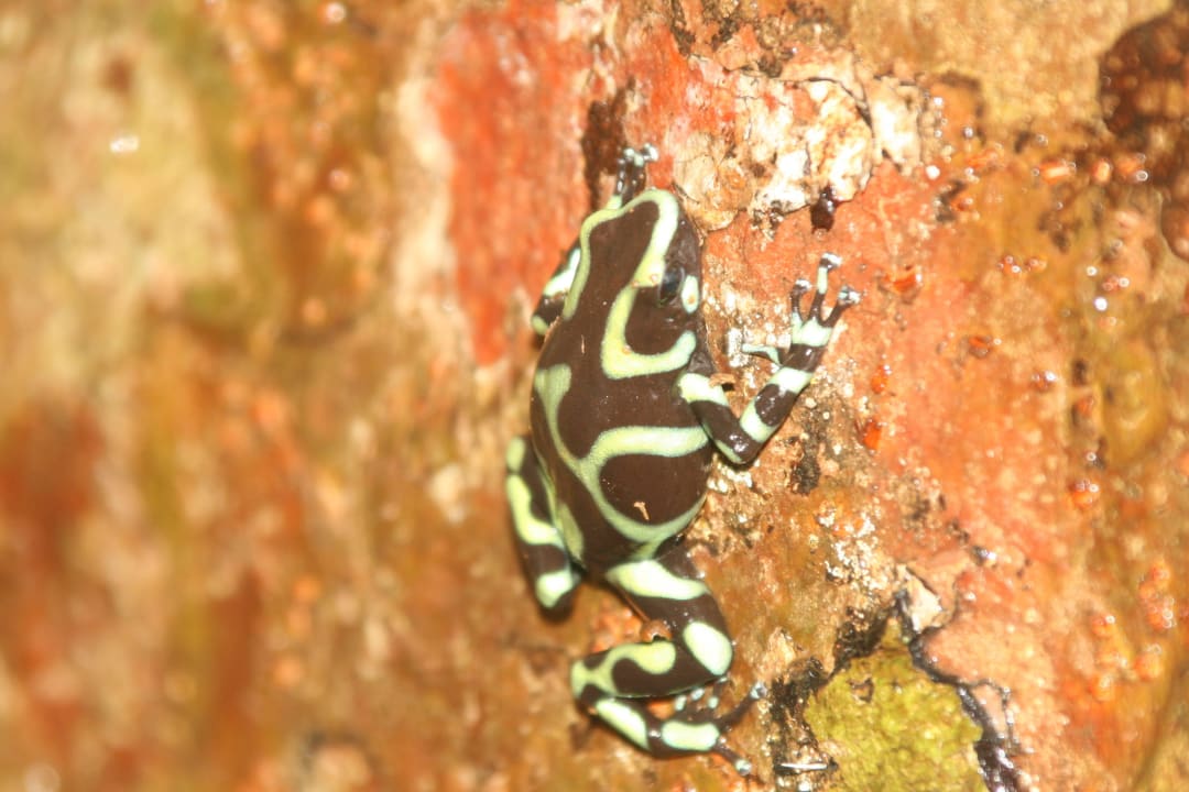 Die Tierwelt in und um die Lodge Playa Nicuesa Rainforest Lodge
