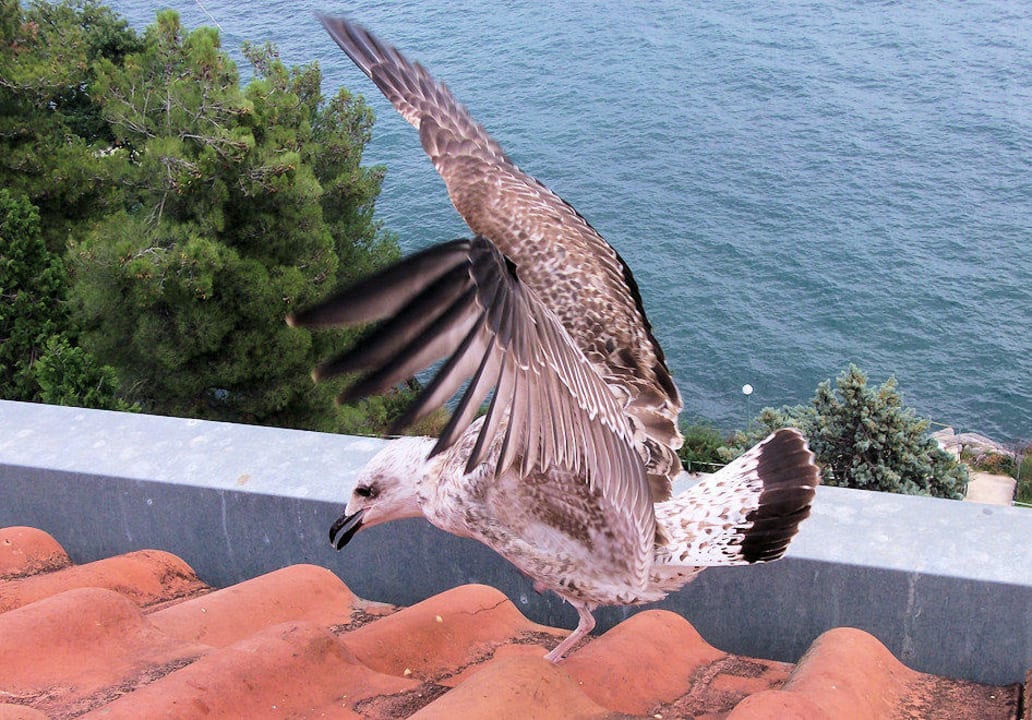 Möwe vor dem Balkon Hotel Excelsior - Liburnia