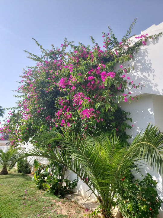 Gartenanlage Hotel Royal Nozha