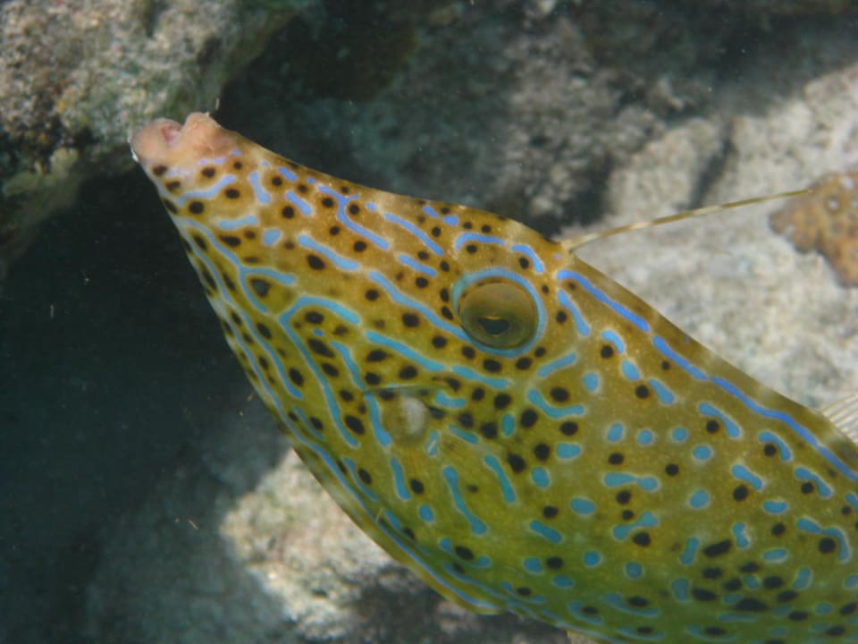 Fisch Summer Island Maldives