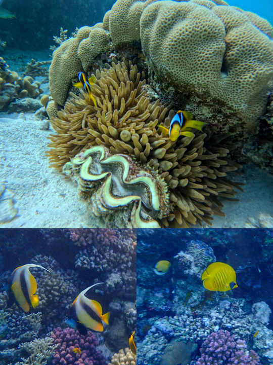 Strand Coral Sun Beach