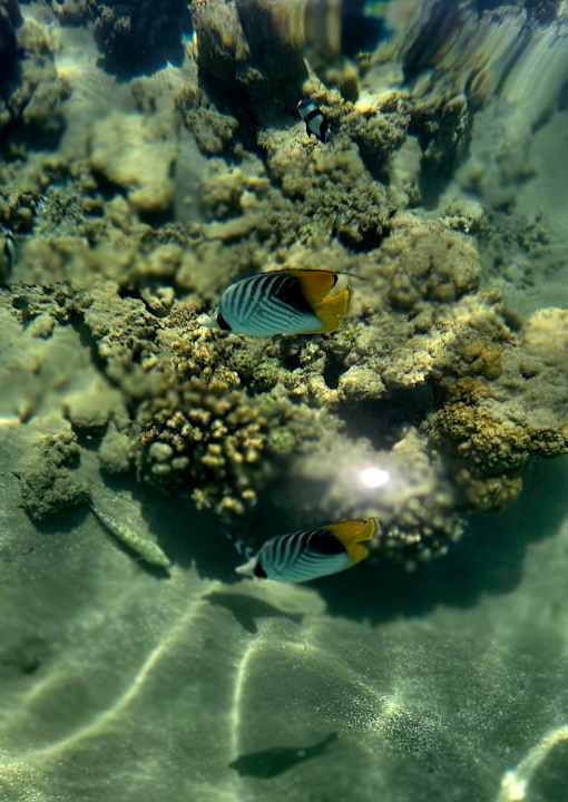 Sonstiges Grand Waterworld Makadi & Family Star Makadi