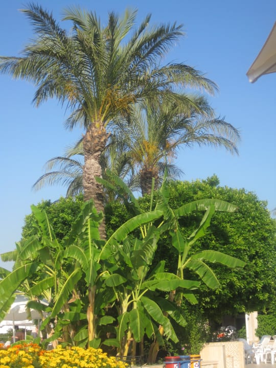 Palmen am Pool Crystal Paraiso Aqua Collection