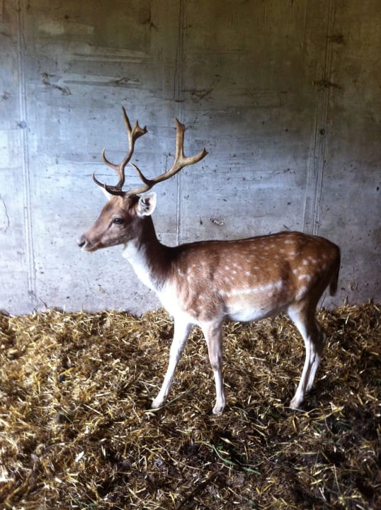 Hansi der Haushirsch Bauernhof Goglhof