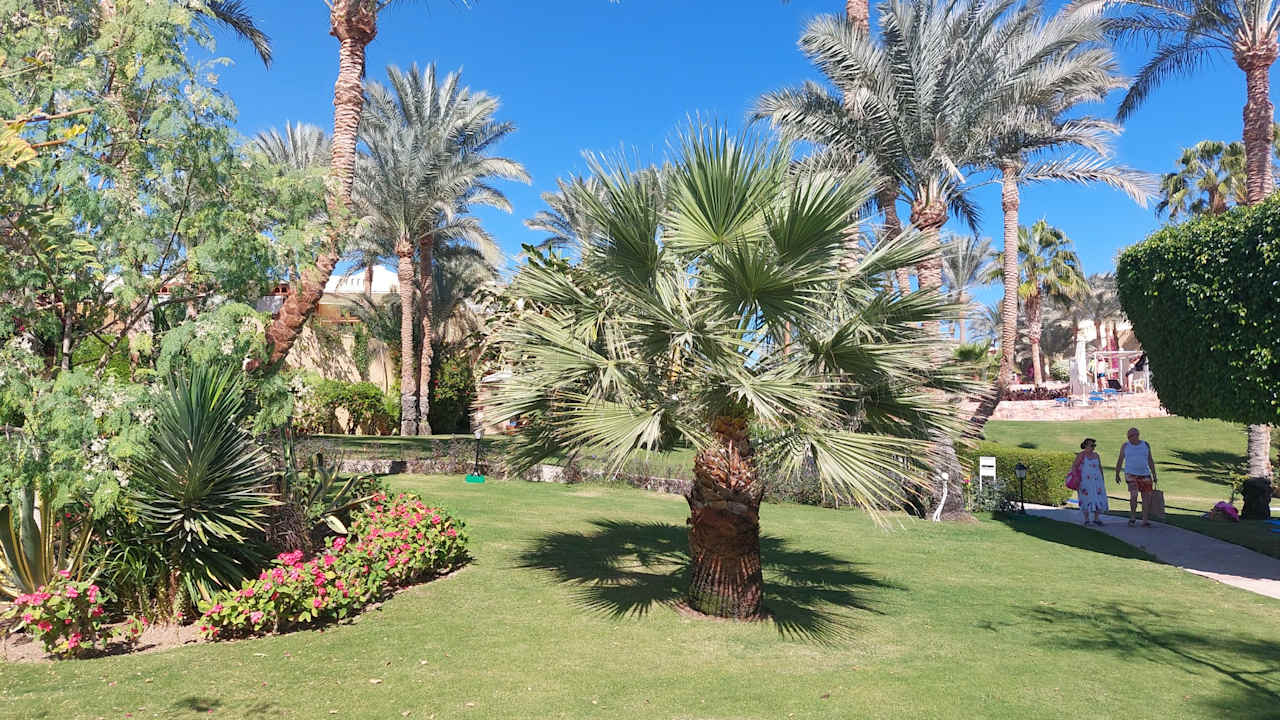 Gartenanlage Steigenberger Coraya Beach - Adults only