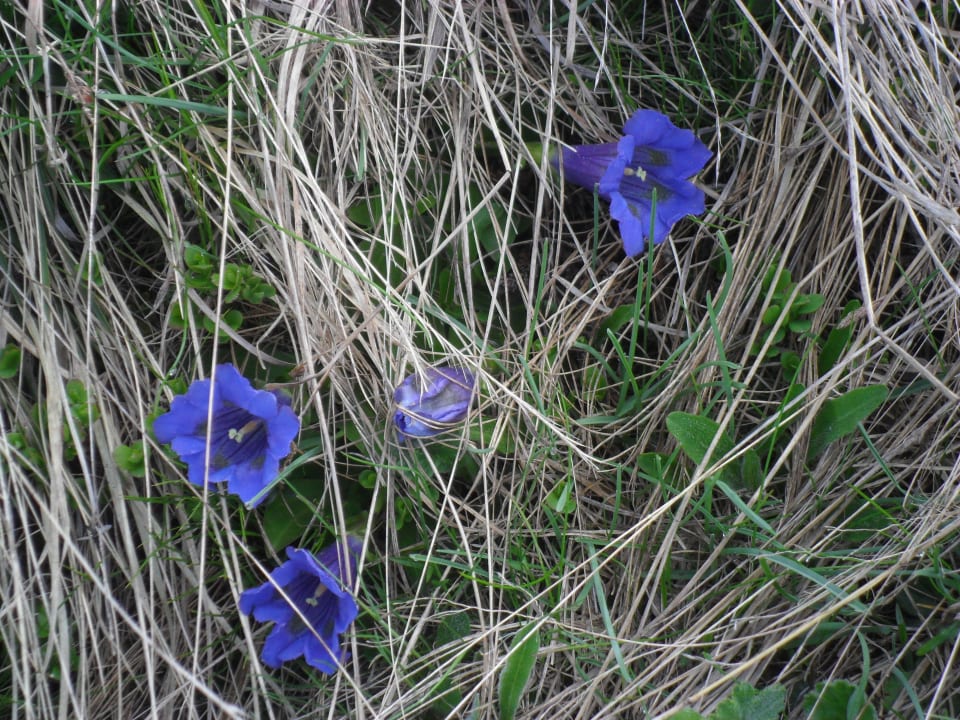 Natur am Berg Residence Condor