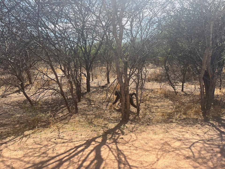 Gartenanlage Waterberg Rest Camp