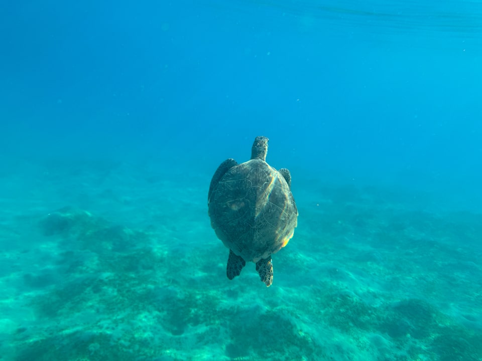 Sport & Freizeit Steigenberger Coraya Beach - Adults only