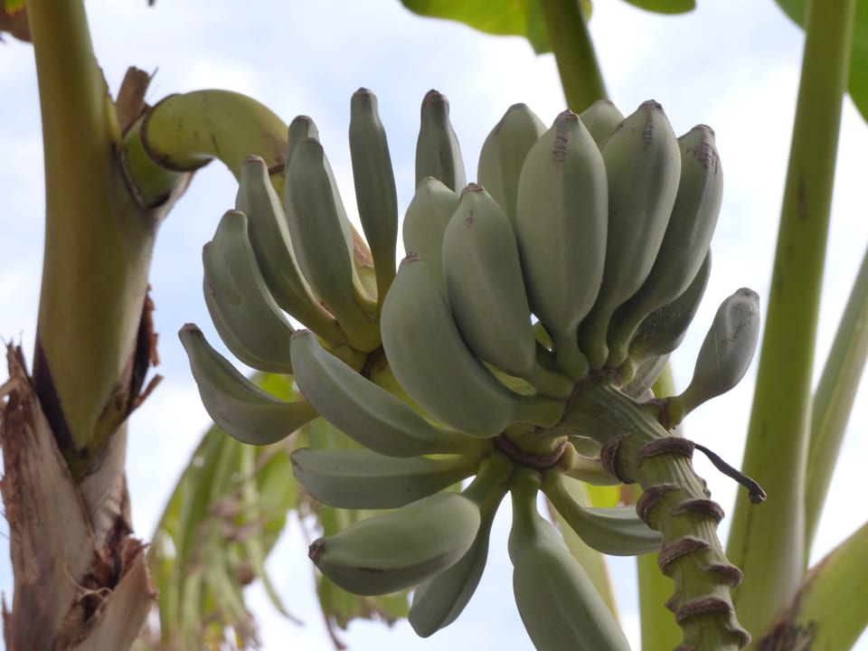 Bananen HARPIN Happy Days Beach Hotel