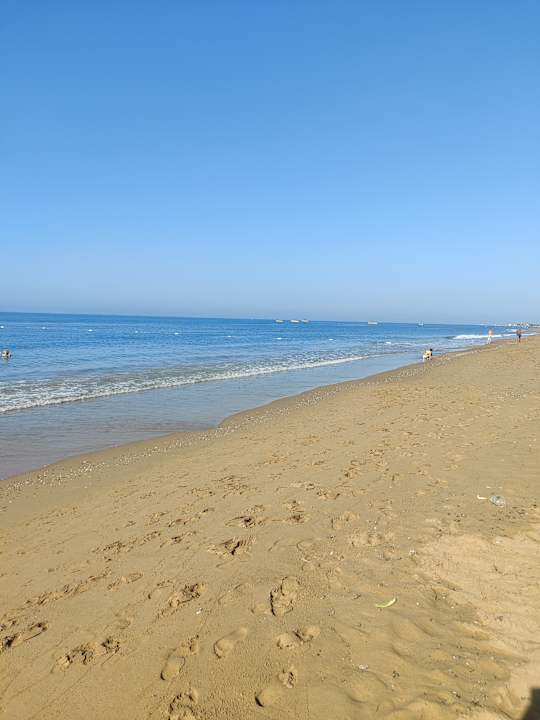 Strand Seashell Vega