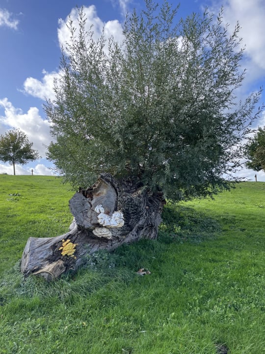 Gartenanlage Müritzpalais Aparthotel