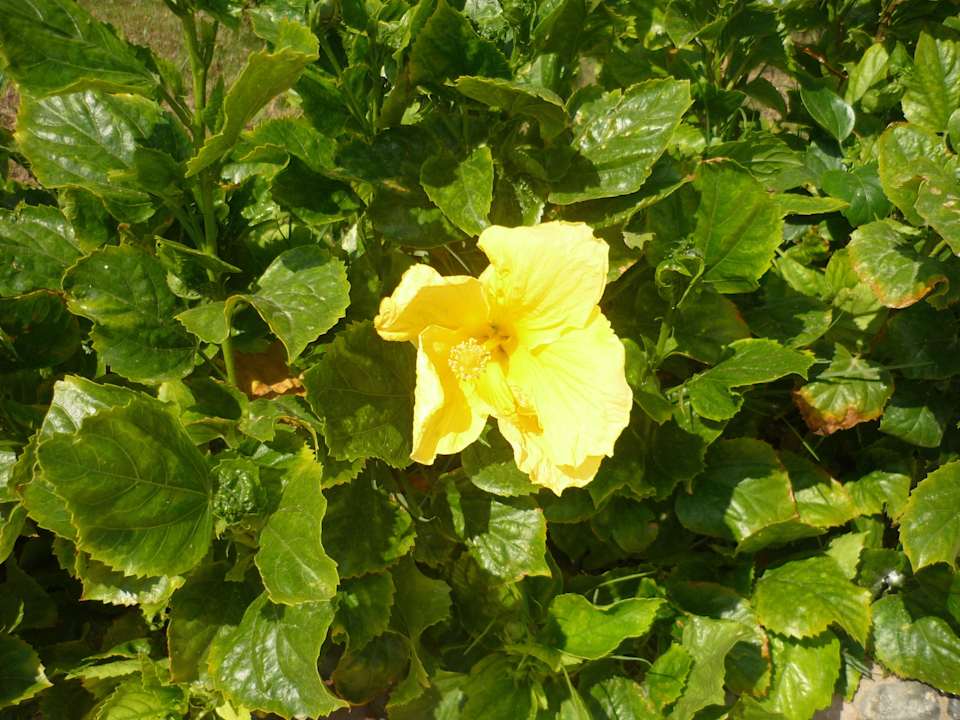 Сад Riviera Aqua Park Resort