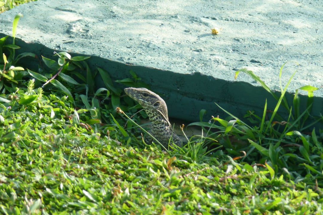 Waran in seinem zu Hause Thaala Bentota