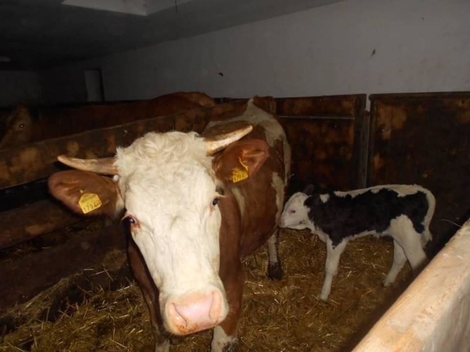 Mutterkühe Ferienhof Turmkeller