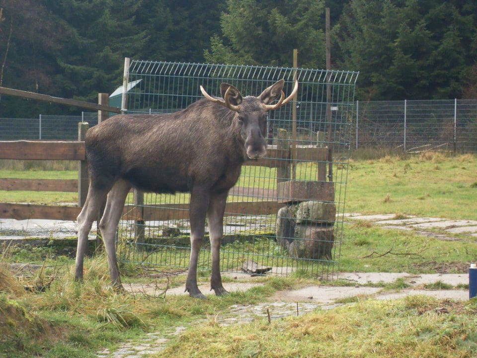 Ich glaub mich knutscht ein Elch Hotel Ferienpark Merkelbach