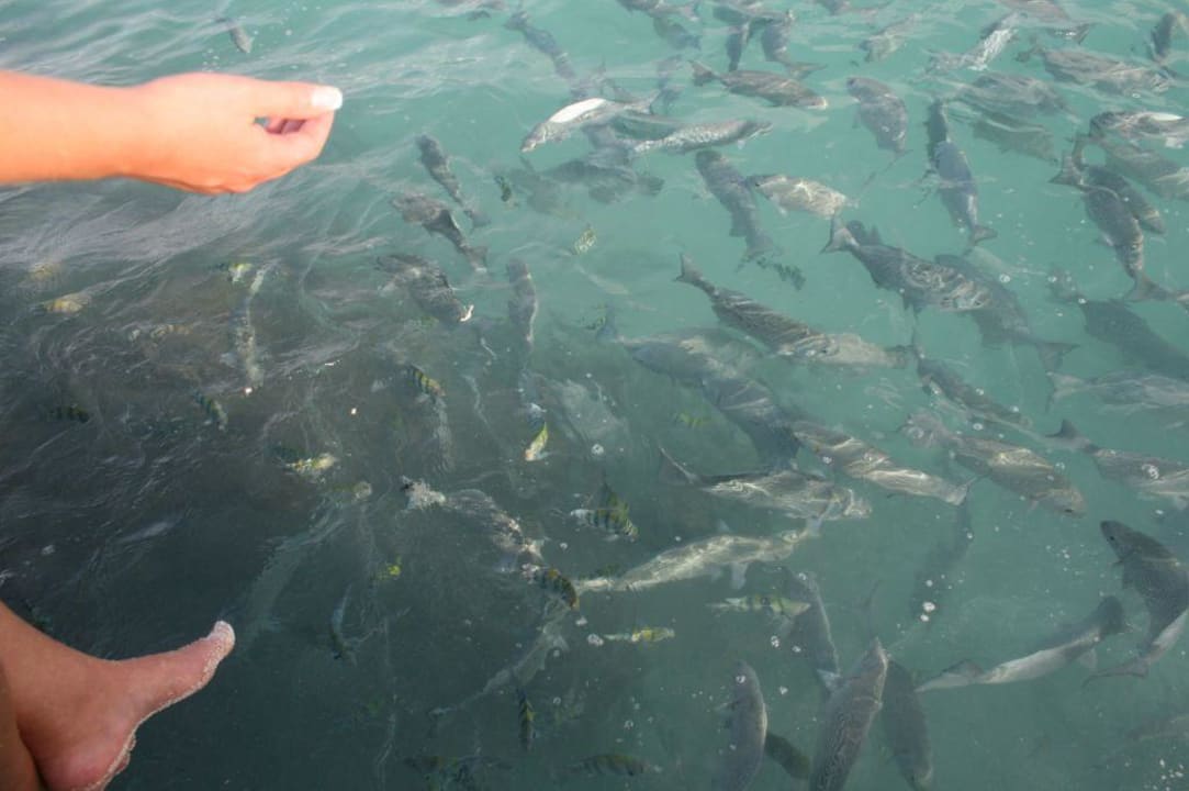 Fischschwarm beim Steg Summer Island Maldives