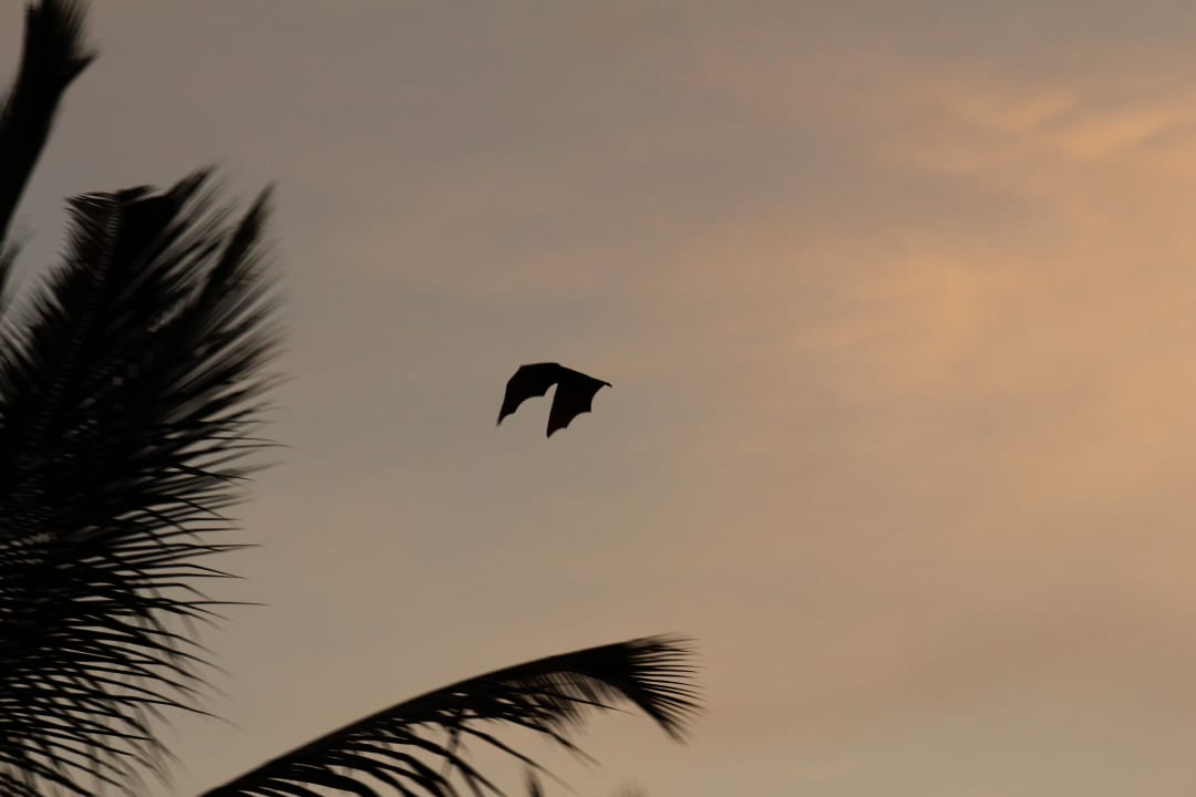Flughund Kuramathi Maldives