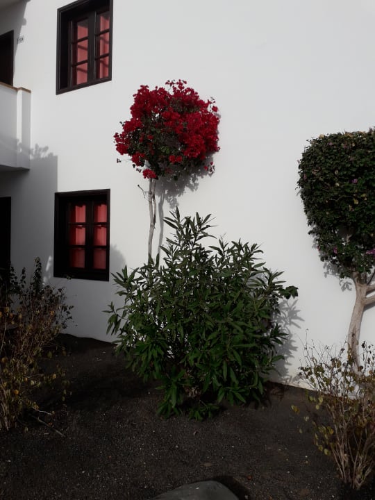 Gartenanlage allsun App.-Hotel Albatros