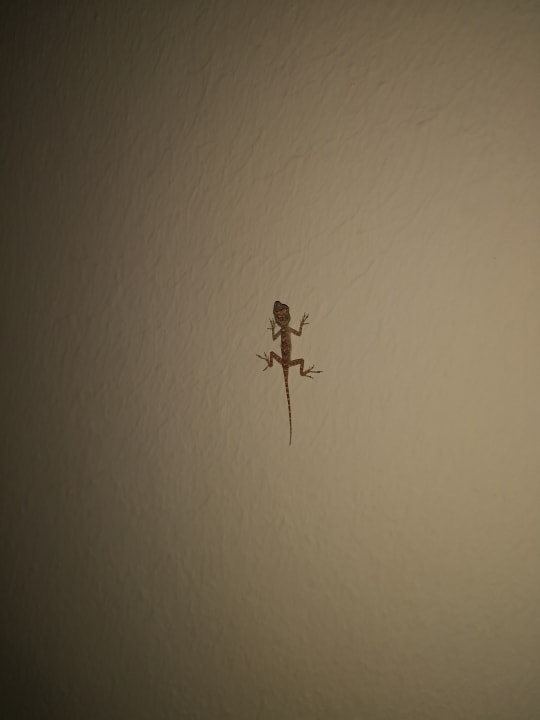 Sonstiges Grand Palladium Select Bávaro Resort & Spa