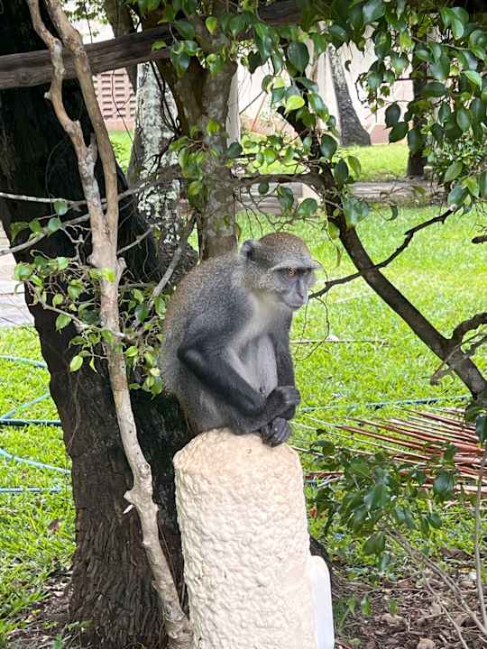Gartenanlage Neptune Palm Beach Boutique Resort & Spa