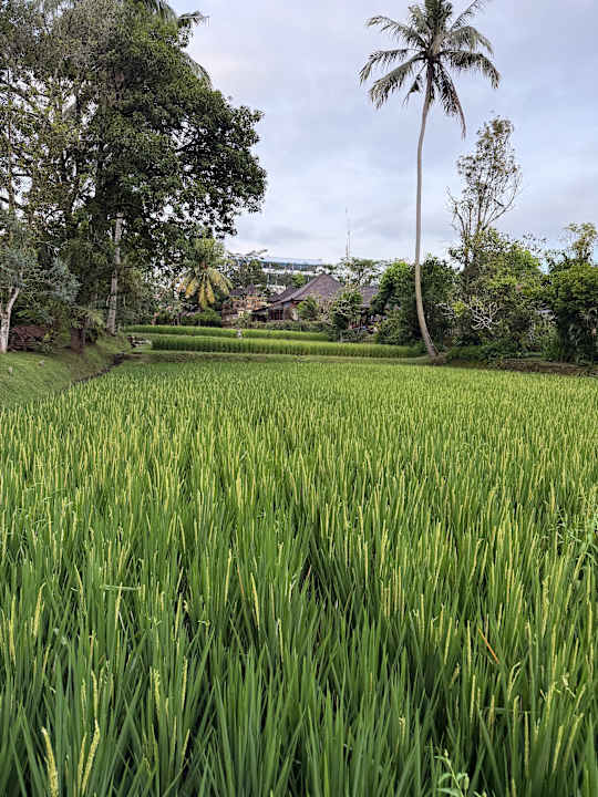 Gartenanlage Ananda JJ Ubud Resort & Spa